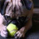 thumbs les chiens et les balles de tennis 021 Les chiens et les balles de tennis (36 photos)