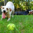 thumbs les chiens et les balles de tennis 028 Les chiens et les balles de tennis (36 photos)