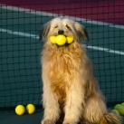 thumbs les chiens et les balles de tennis 029 Les chiens et les balles de tennis (36 photos)