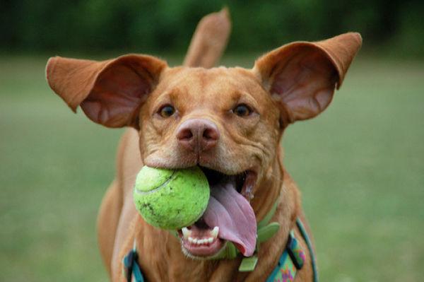 les chiens et les balles de tennis 000 Les chiens et les balles de tennis (36 photos)
