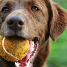thumbs les chiens et les balles de tennis 004 Les chiens et les balles de tennis (36 photos)