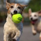 thumbs les chiens et les balles de tennis 002 Les chiens et les balles de tennis (36 photos)