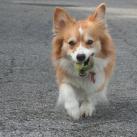 thumbs les chiens et les balles de tennis 011 Les chiens et les balles de tennis (36 photos)