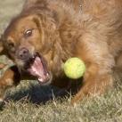 thumbs les chiens et les balles de tennis 023 Les chiens et les balles de tennis (36 photos)
