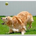 thumbs les chiens et les balles de tennis 025 Les chiens et les balles de tennis (36 photos)