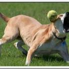 thumbs les chiens et les balles de tennis 027 Les chiens et les balles de tennis (36 photos)