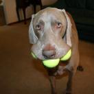 thumbs les chiens et les balles de tennis 034 Les chiens et les balles de tennis (36 photos)