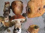 Champignons Park City