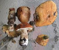 Champignons ...  à Park City