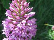 [Orchidées sauvages] Anacamptis Pyramidalis