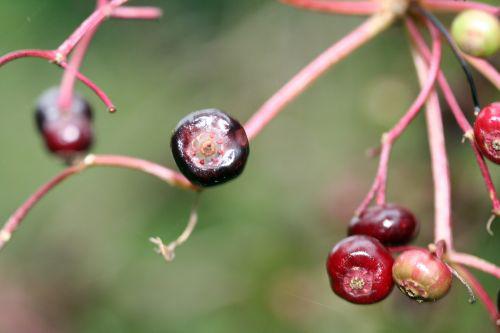 monstrosa fruits romi 29 août 2010 179.jpg