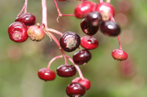 monstrosa fruits romi 29 août 2010 184.jpg