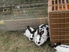 Un dimanche…. au coeur d’un comice