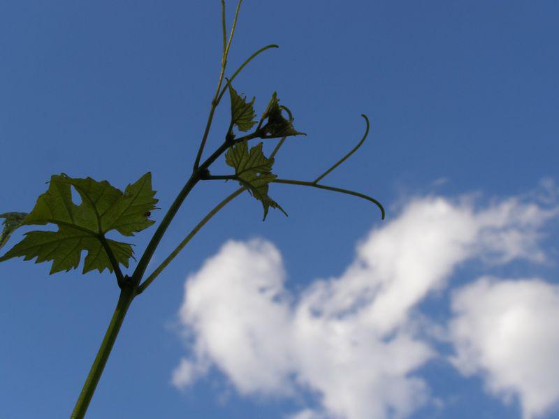 Je suis un nuage (Pär Lagerkvist)