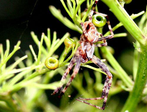 chinensis araignée 17 août 2008 012.jpg