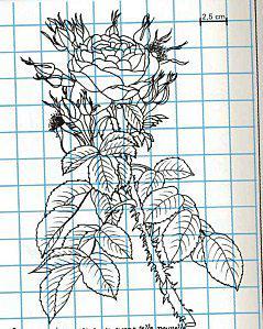 Grilles a peindre Rose-NB.JPG