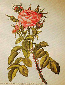 Grilles a peindre Rose.JPG