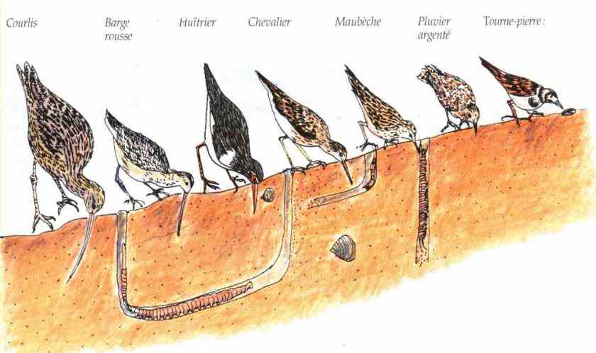 La niche écologique