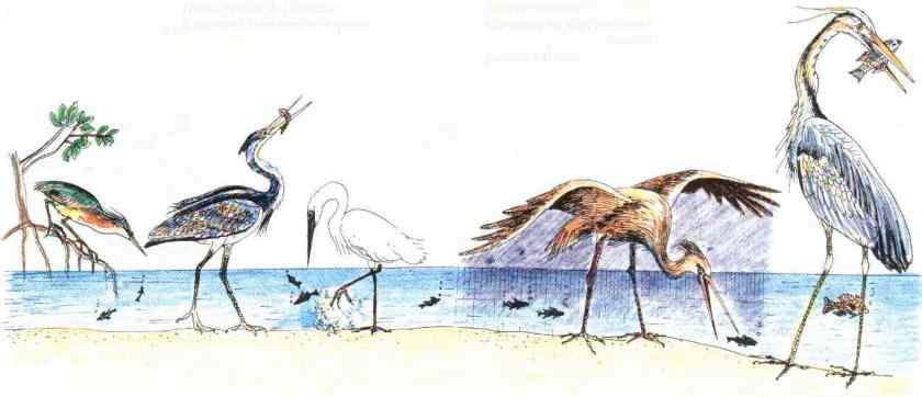 La niche écologique