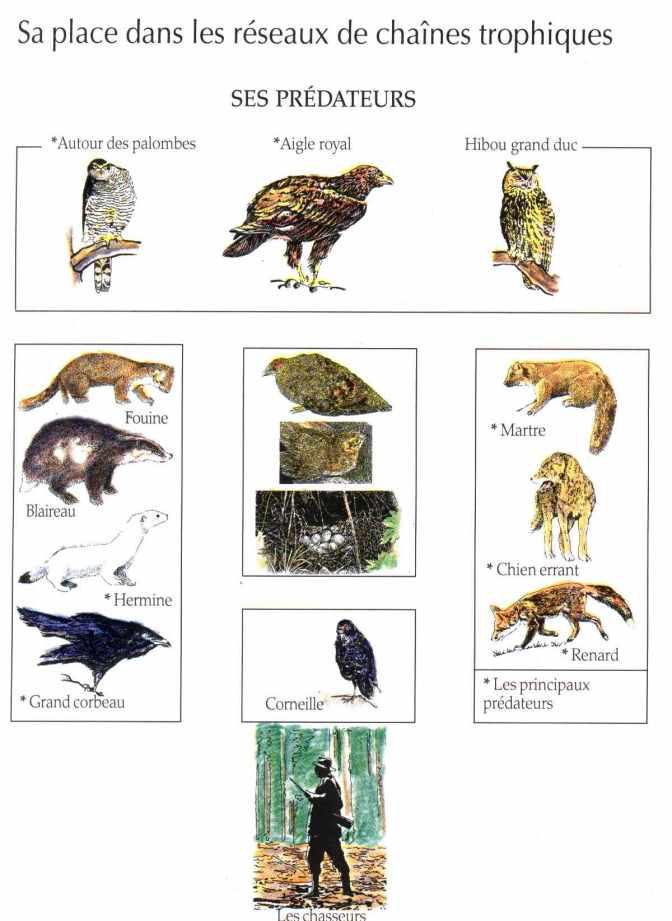 La niche écologique