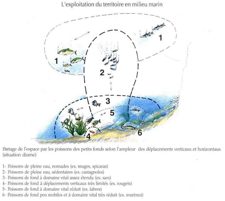 La niche écologique