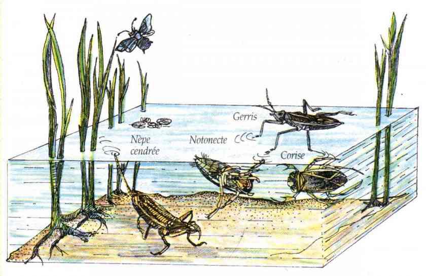 La niche écologique