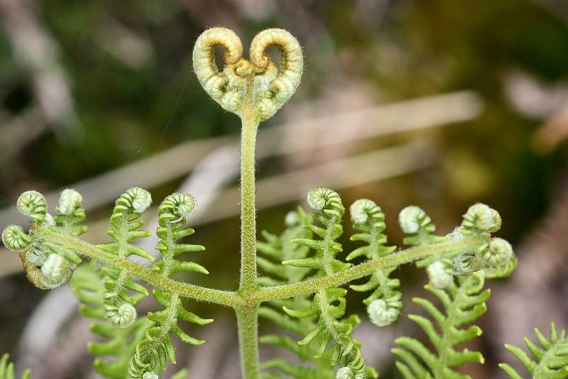 Il pleut (Katell Antoine)