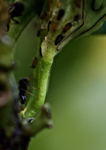 citron feuille fourmi