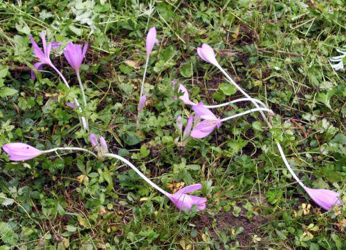 colchique romi 29 août 2010 080.jpg