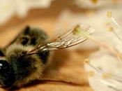 abeille s’est noyée (Katell Antoine)