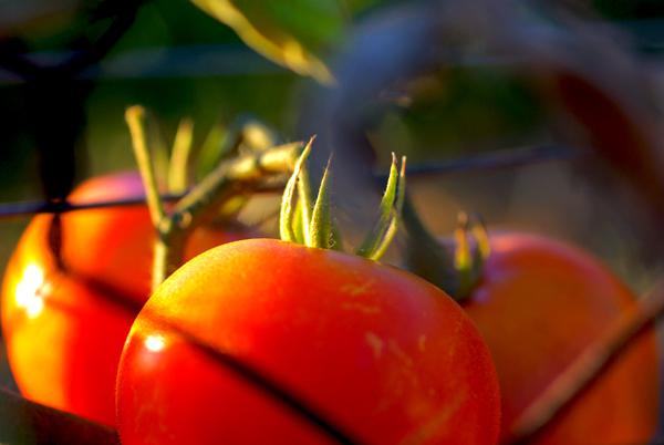 TOMATES