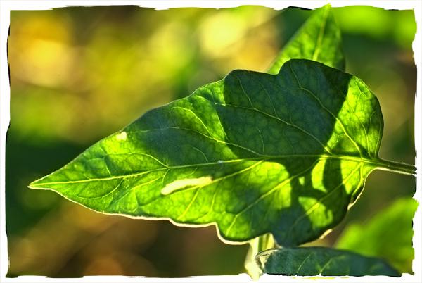 feuille tomate polaroid