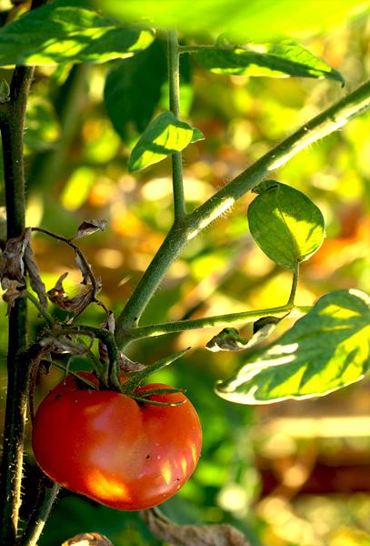 tomate pied