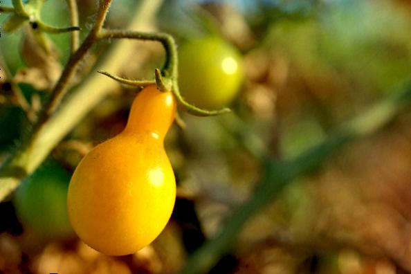 tomate jaune