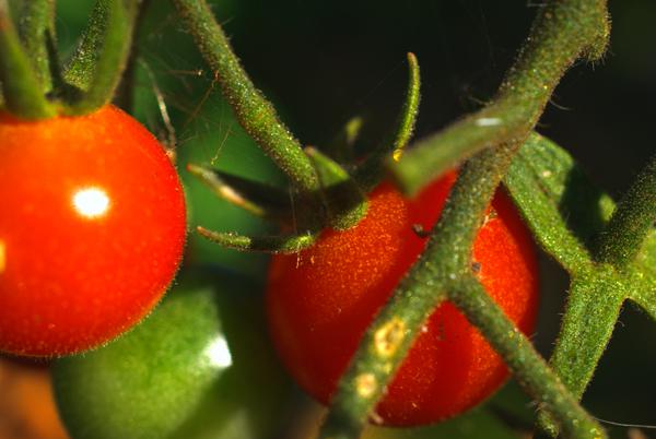 tomates cerises
