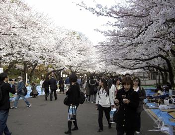 La route des cerisiers en fleurs : reportage