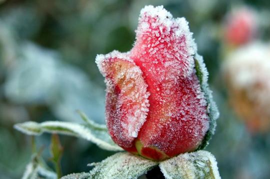 Le froid messager du vent (Tshanyang Gyatsho)