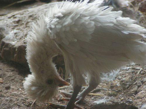 Le grand coq huppé de blanc (Tshanyang Gyatsho)