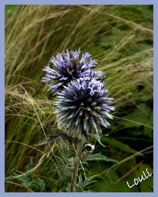 Un petit air d'automne...