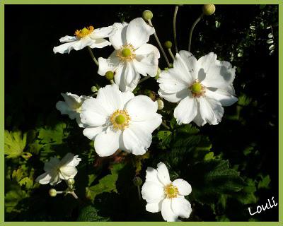 Un petit air d'automne...