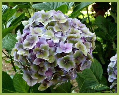 Un petit air d'automne...