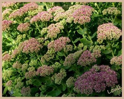 Un petit air d'automne...