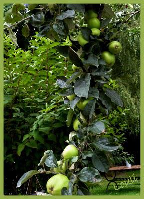 Un petit air d'automne...