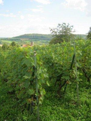 La fête de la vigne - où ?