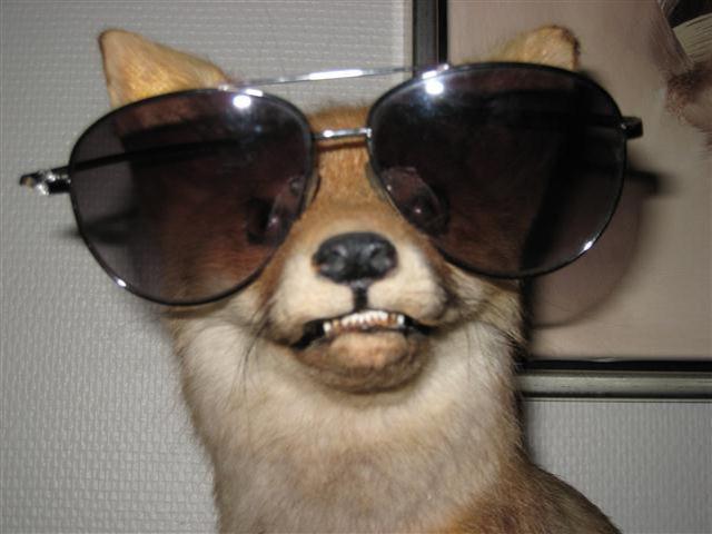 animaux droles 000 Animaux droles du Jour =) (83 photos)