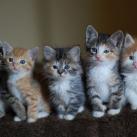 thumbs animaux droles 1007 Animaux droles du Jour =) (83 photos)