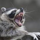 thumbs animaux droles 018 Animaux droles du Jour =) (83 photos)