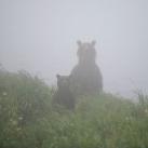 thumbs animaux droles 1002 Animaux droles du Jour =) (83 photos)