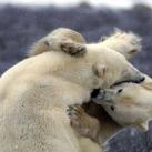 thumbs animaux droles 1003 Animaux droles du Jour =) (83 photos)