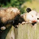 thumbs animaux droles 002 Animaux droles du Jour =) (83 photos)